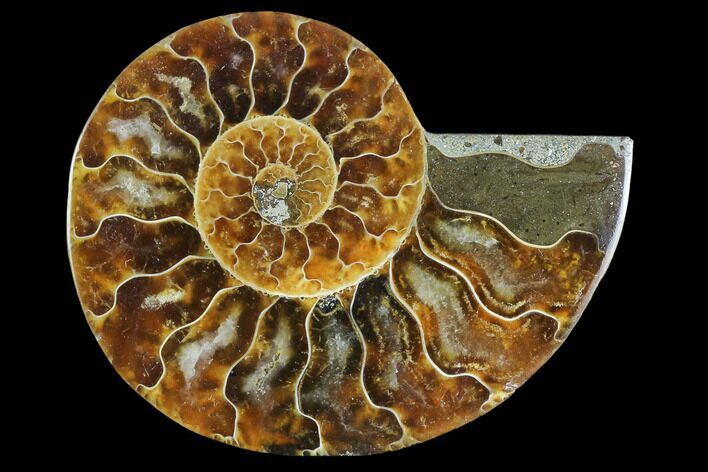 Agatized Ammonite Fossil (Half) - Madagascar #125045